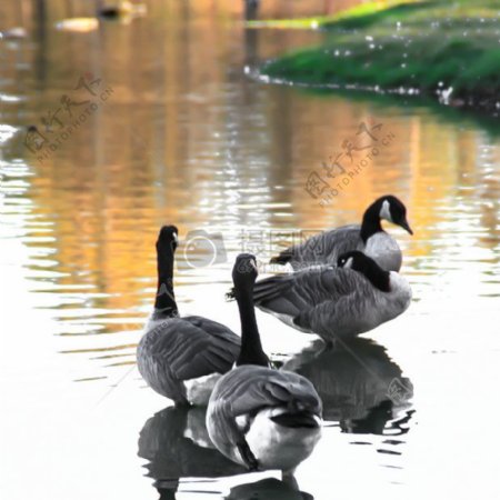 自然水湖鸭