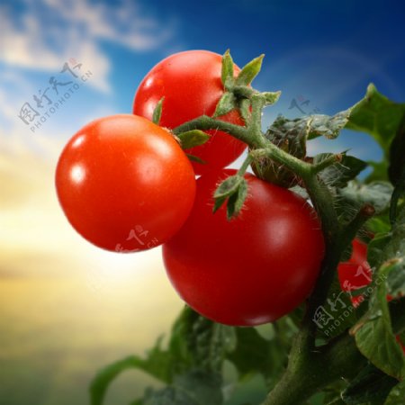 西红柿背景图片