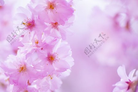 美丽的粉色樱花图片