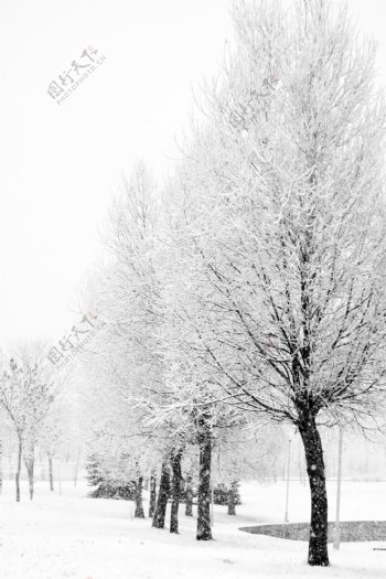雪地上的树木雪景图片
