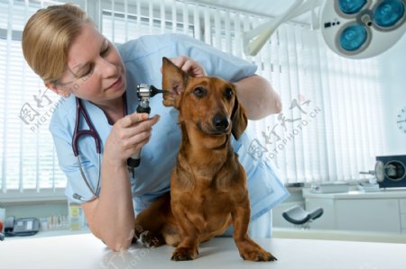 兽医的宠物小狗图片