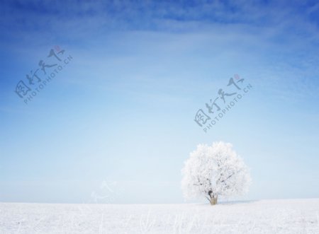美丽雪地与树木风景图片