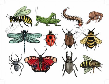 12款彩绘昆虫设计矢量素材