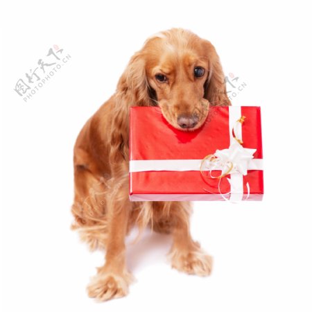 礼物盒与小狗图片