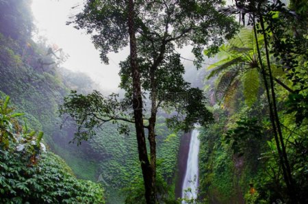自然森林瀑布丛林热带热带雨林热带公共领域图像