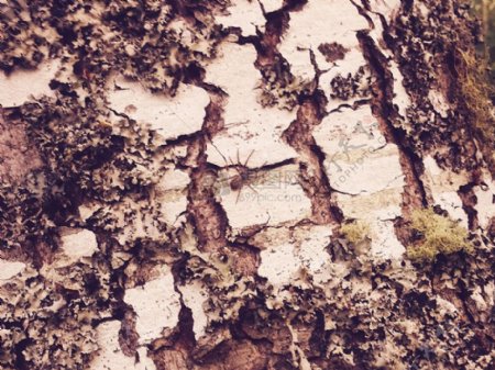 自然树褐色荒野蜘蛛怀旧旧过滤器国家侧