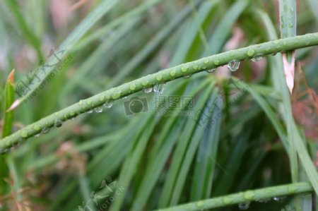 自然水草植物露水雨雨滴一滴的水绿色滴水滴