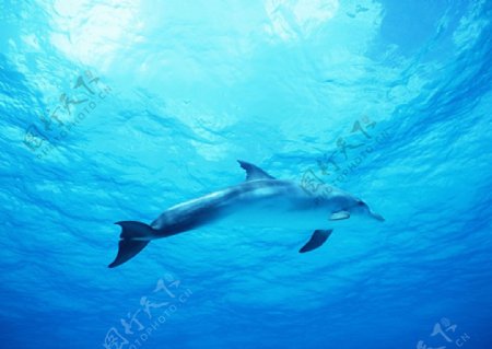 海水中的海豚图片