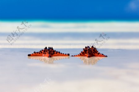 沙滩上的两个海星图片