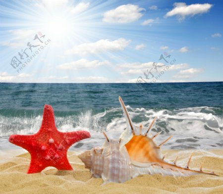海滩上的海星与海螺图片