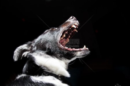 动物狗宠物危险树皮口哭牙齿吆喝高清壁纸黑色壁纸