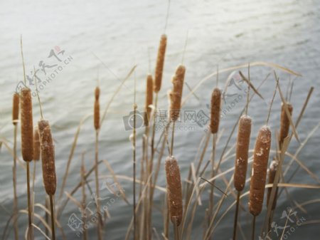 自然水湖植物香蒲
