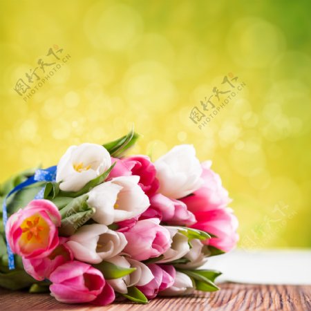 郁金香花朵与梦幻背景图片