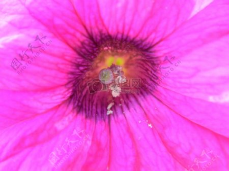 自然花卉抽象的花粉红色