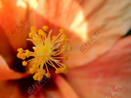 自然花卉抽象橙花