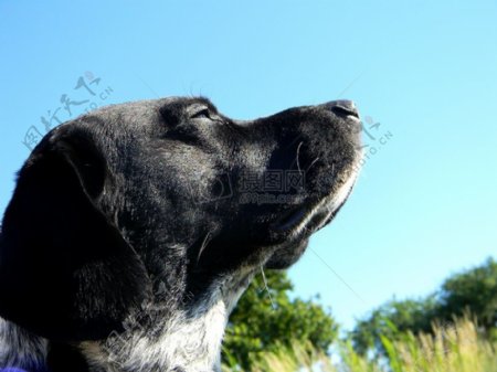 狗蓝色的天空闻