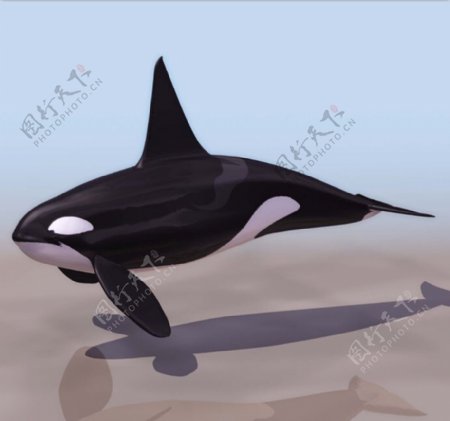 大型海洋生物鲸鲨海王类