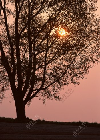 大树与夕阳图片
