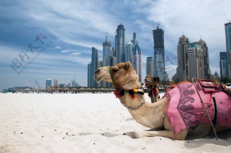 骆驼与迪拜高楼