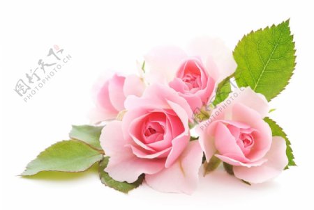 粉色美丽玫瑰花图片