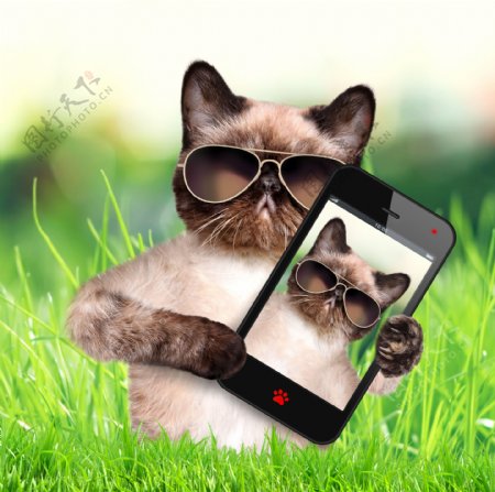 展示手机照片的猫图片