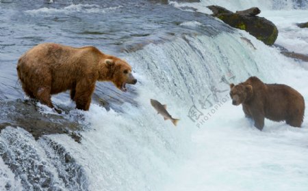 河里吃鱼的狗熊图片