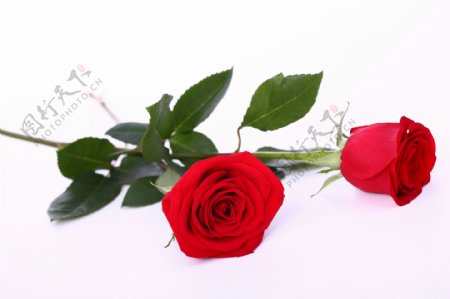 美丽玫瑰花图片