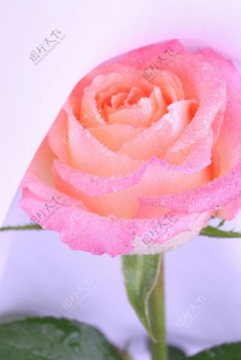 娇艳的粉玫瑰花图片