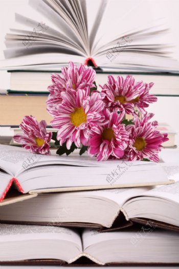 放在书本上的鲜花