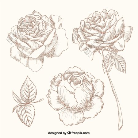3款手绘玫瑰花矢量素材