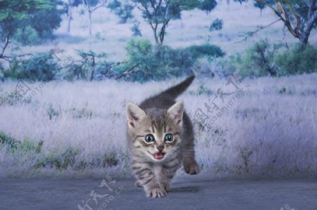 奔跑的小猫图片