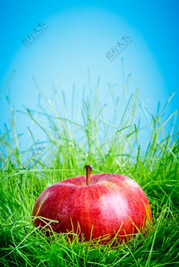 草丛里的苹果图片