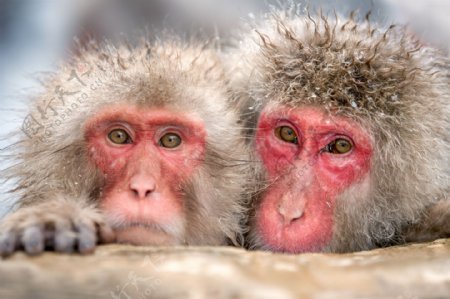 两只猴子图片
