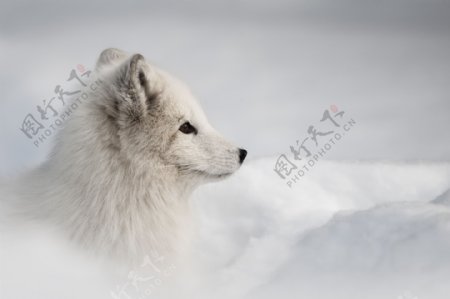 雪地里的白狐图片