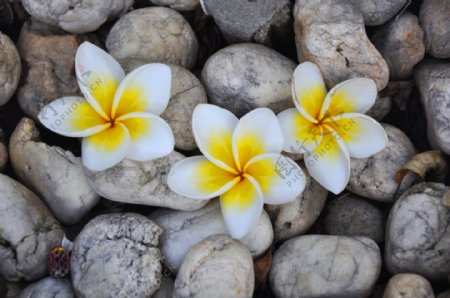 石头与黄色花朵图片