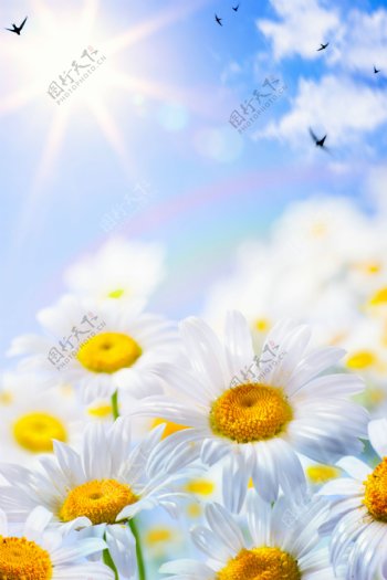阳光下盛开的白色菊花图片