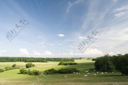草原风景羊群摄影图片
