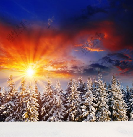 美丽冬天森林雪景图片