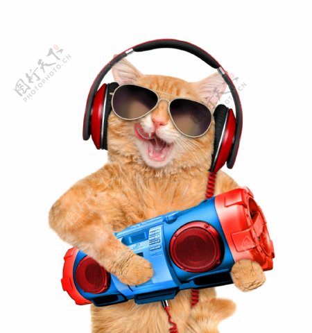 听音乐的小猫图片