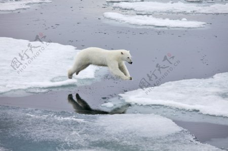 冰河里跳跃的北极熊图片