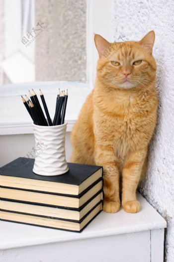 书本笔筒与小猫图片