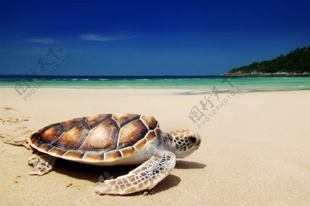 沙滩的乌龟图片