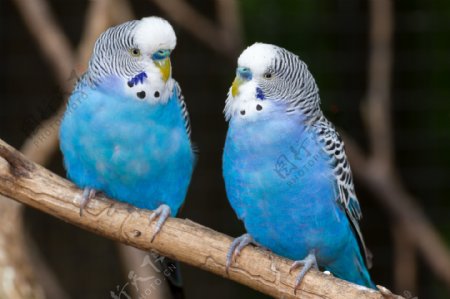 蓝色情侣小鸟图片
