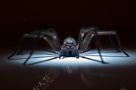 光斑上的蜘蛛图片