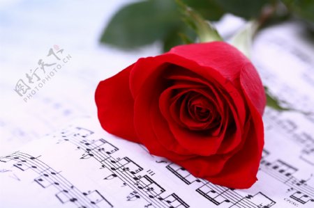 美丽红玫瑰花与五线谱图片