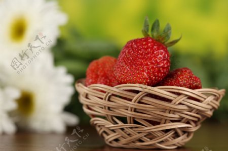 一萝框草莓和菊花图片