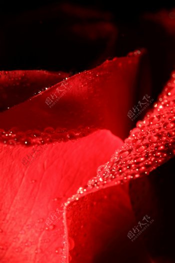 红色花朵水珠图片