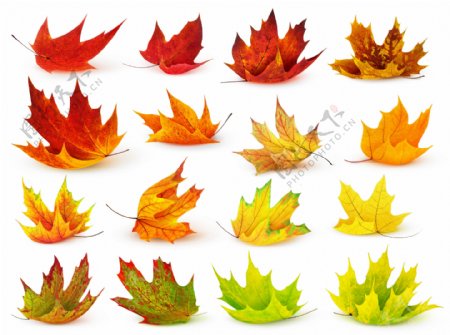 各种颜色的树叶摄影图片