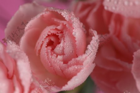 带水珠的玫瑰花图片