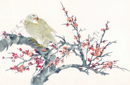 梅花树上的鸟图片